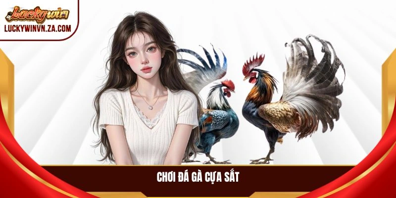 Chơi đá gà cựa sắt