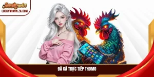 đá gà trực tiếp thomo