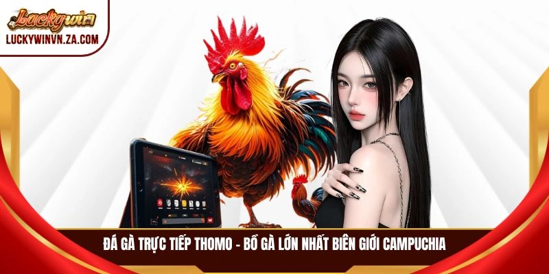 Đá gà trực tiếp Thomo - Bồ gà lớn nhất biên giới Campuchia