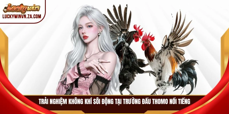 Trải nghiệm không khí sôi động tại trường đấu Thomo nổi tiếng